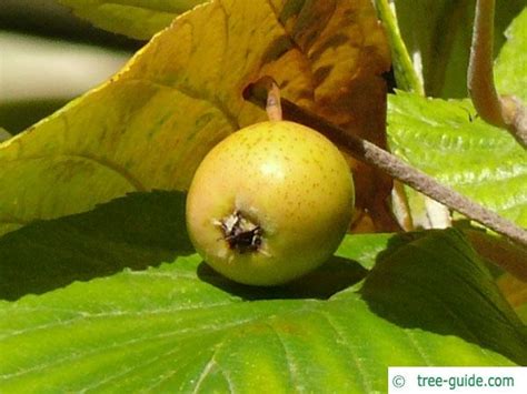 Whitebeam | Sorbus Aria