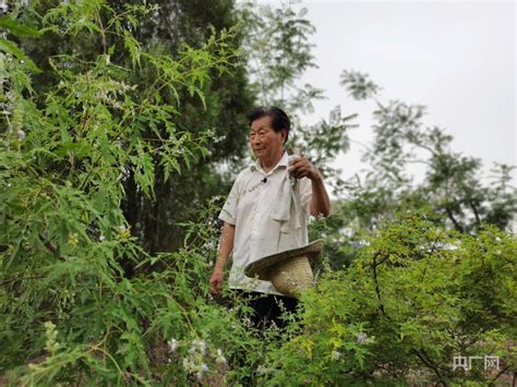 【这一抹绿】植绿荒山二十载 他被称作河南“当代愚公”央广网