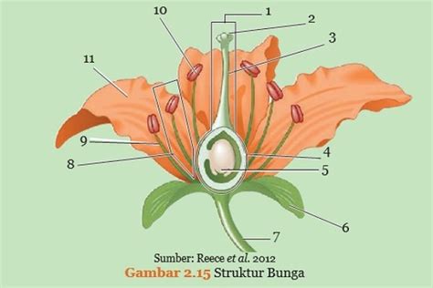 Rangkuman Perkembangbiakan Generatif Pada Tumbuhan Angiospermae Materi