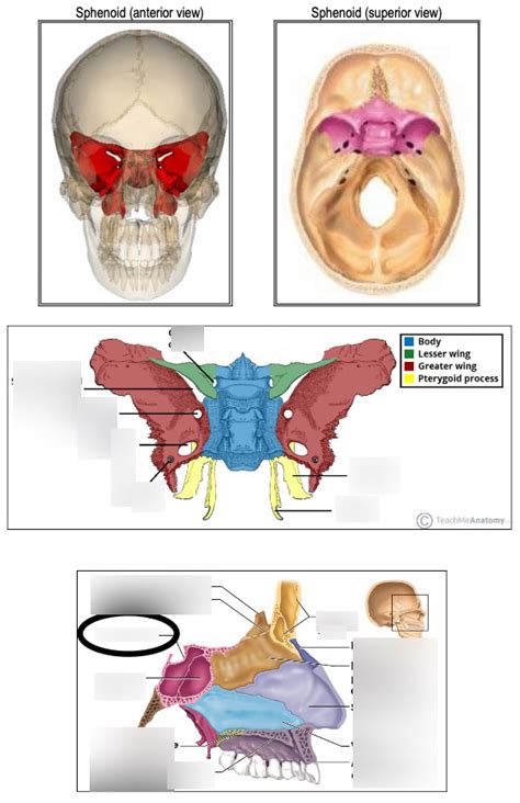 Sphenoid Bone Diagram Quizlet