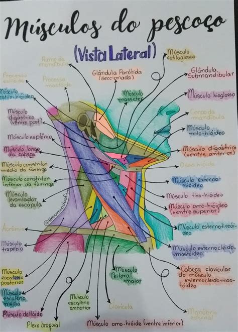 Guia completo sobre Músculos do pescoço Material de enfermagem Notas