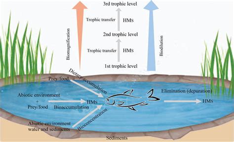 Environmental Pollution With Heavy Metals A Public Health Concern