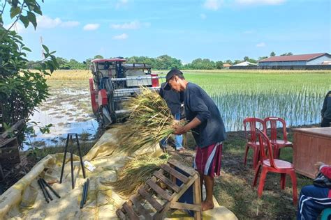 Petani Ini Temukan Varietas Bibit Padi Unggul Setahun Bisa Panen