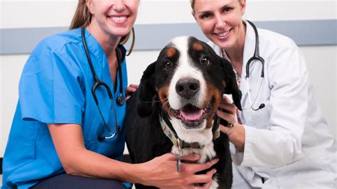 5 Tendencias De Marketing Veterinario Para 2021 Masquevets