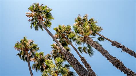 Playa Larga Árbol Palmera Foto gratis en Pixabay Pixabay