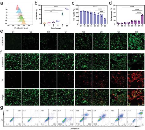 In Vitro Combination Therapy Of T Tumor Cells A B The Cell Uptake