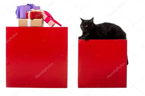 negro británico taquigrafía gato sentado en rojo cubo cerca regalo