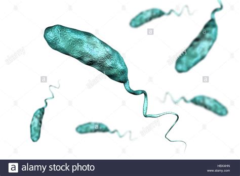 Vibrio Cholerae Diagram