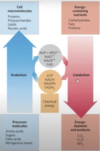 Carbohydrate Metabolism Lectures 11 14 Flashcards Quizlet