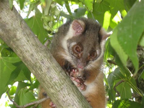 Possum In A Tree Free Stock Photo Public Domain Pictures