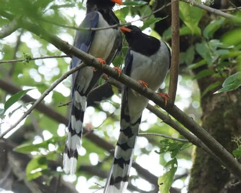 Red-billed blue magpie - Facts, Diet, Habitat & Pictures on Animalia.bio