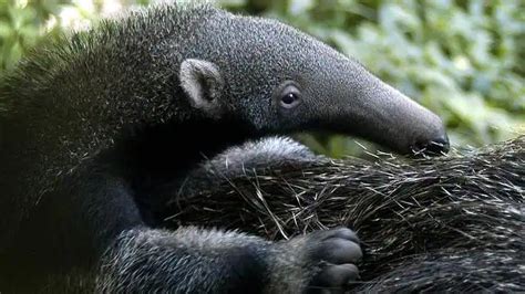 Dos Osos Hormigueros Gigantes Matan A Dos Granjeros En Brasil