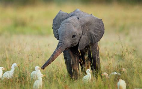 Interesting Photo Of The Day Baby Elephant Greets His Egret Friends