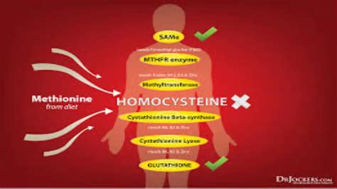 Hyperhomocysteinemia - YouTube