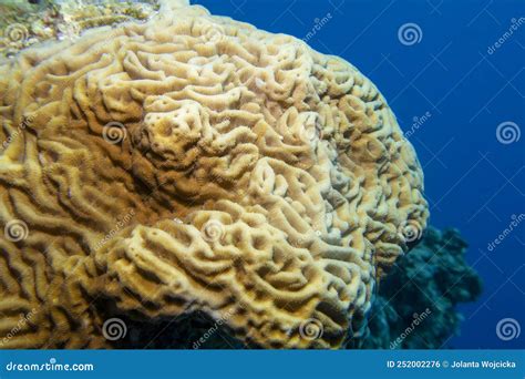 Recife Colorido De Coral Picturesco No Fundo Do Mar Tropical Pachyseris