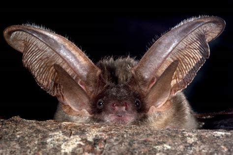 bat ears stock  pictures royalty  images istock