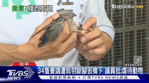 34隻賽鴿遭剪羽斷腳丟橋下 議員批虐待動物｜tvbs新聞 Tvbsnews01 Youtube