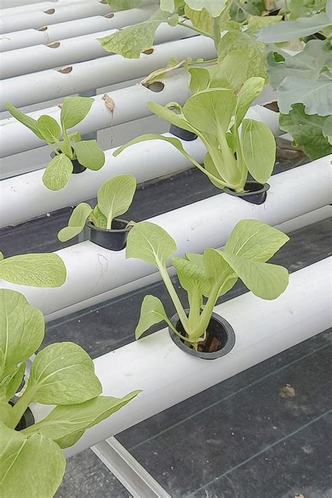 Bok Choy Cultivation Using Hydroponic System Artofit