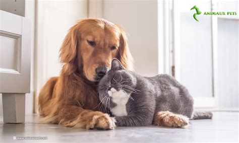 Harmoniser La Cohabitation Entre Chiens Et Chats Animaux Pets