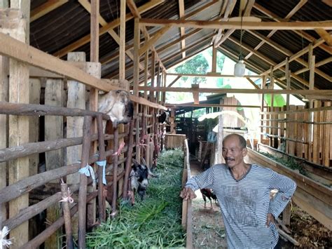 Jelang Idul Adha Penjualan Kambing Kurban Di Bungo Masih Sepi Pembeli