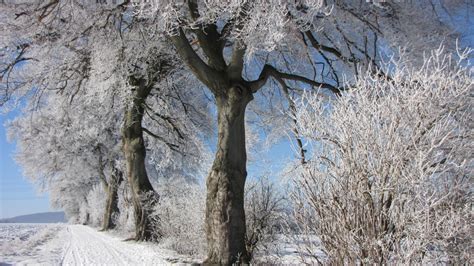 Bildet tre natur gren snø vinter anlegg blomst frost is vår