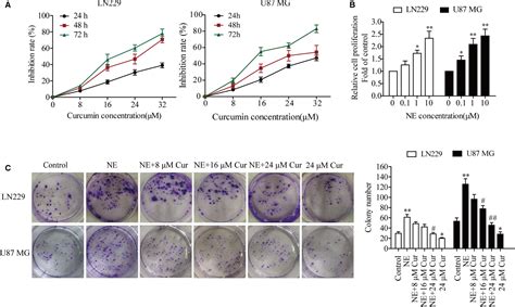 Curcumin Inhibits Adverse Psychological Stressinduced Proliferation