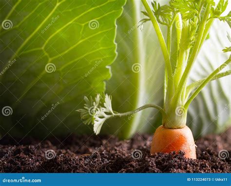 Le L Gume De Carotte Se D Veloppe Dans Le Jardin L Arri Re Plan