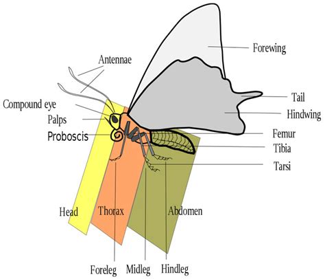 Anatomy of a Butterfly: The Animal Files