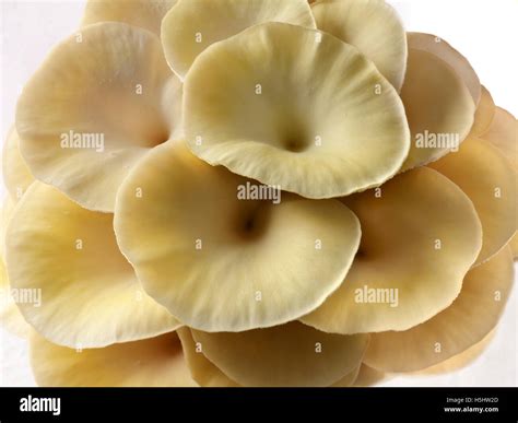 Fresh Picked Edible Yellow Or Golden Oyster Mushrooms Pleurotus