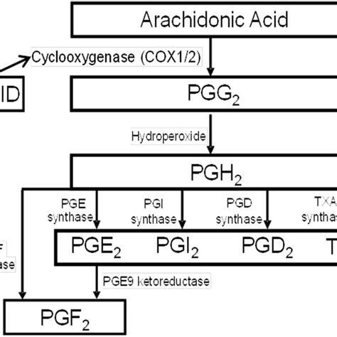 Prostaglandin Metabolism And Nsaid Use This Figure Shows The