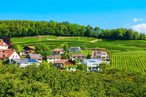 Vineyards in Spiez Town, Switzerland Stock Photo - Image of view, thun: 198749894