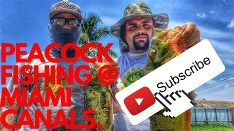 URBAN PEACOCK FISHING FISHING MIAMI CANALS YouTube