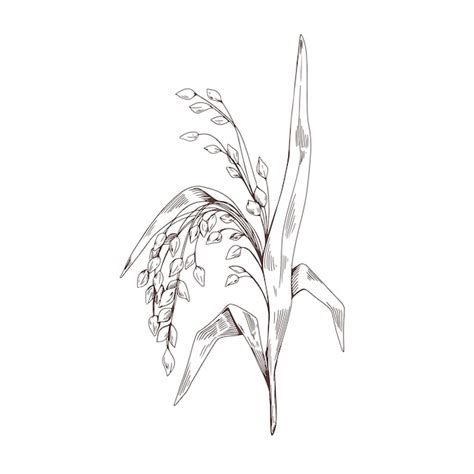 Premium Vector Panicum Miliaceum Outlined Contoured Engraving