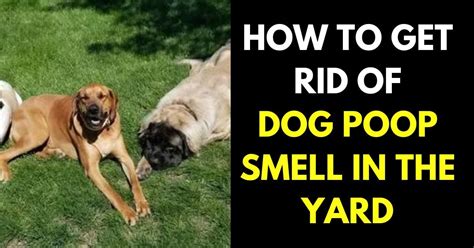 how to get dog poop smell out of yard