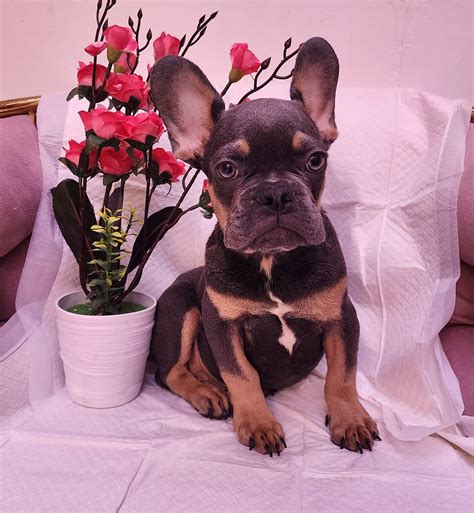 Blue And Tan French Bulldog Puppy Petholicks