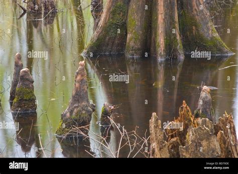 Mingo National Wildlife Refuge Stock Photo Alamy