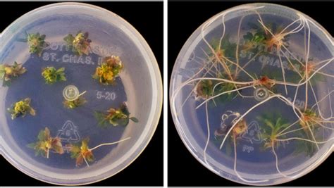 CRISPR-Combo Boosts Genome Editing in Plants | Food Manufacturing