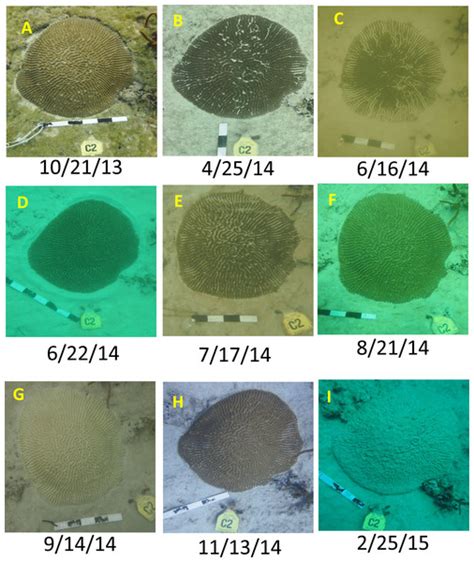 Detecting sedimentation impacts to coral reefs resulting from dredging ...