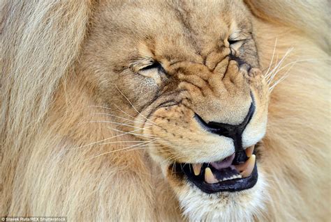 Lions Bouffant Style Hair Makes It The Mane Attraction At Czech Zoo