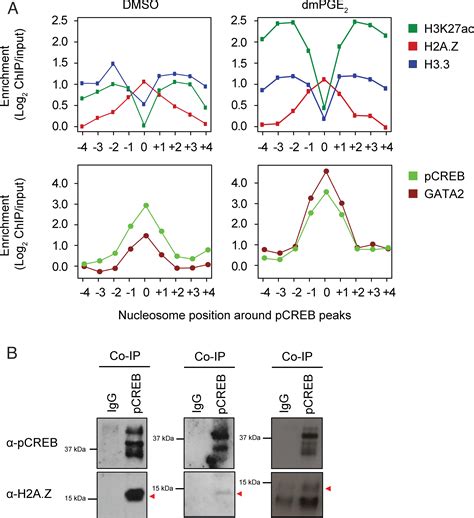 Pge Alters Chromatin Through H A Z Variant Enhancer Nucleosome