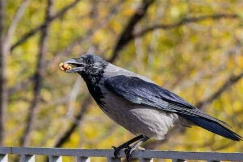 What Do Crows Eat A Complete List Of A Crows Diet Birdsacademy 2022