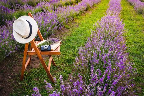 How To Create A Lavender Garden: Planting A Garden Of Lavender Flowers ...