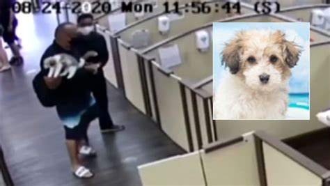 Man Caught On Camera Stealing Puppy From Pembroke Pines Pet Store Nbc