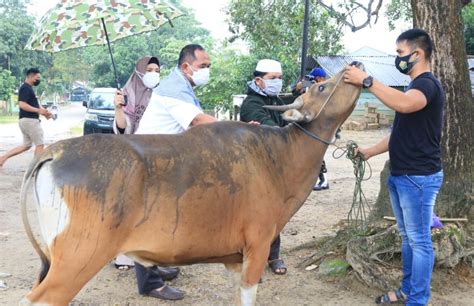 Menjelang Idul Adha 1442 H Kapolda Sulteng Serahkan 2 Ekor Sapi Kurban