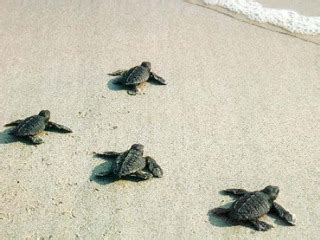 Mare Nate In Sardegna Tartarughe Caretta Itenovas Made In