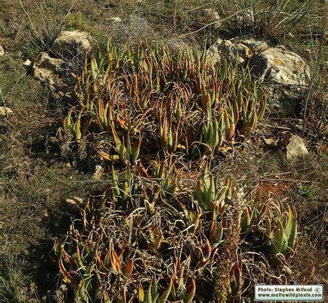 Aloe Vera Yellow Aloe The Online Flora Of The Maltese Islands