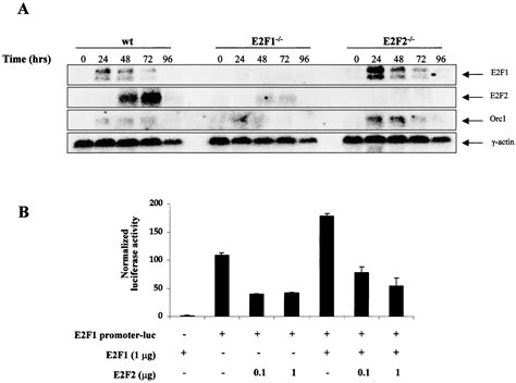 Mutation Of E F In Mice Causes Enhanced T Lymphocyte Proliferation