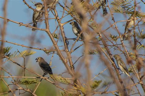 Foto golinho Sporophila albogularis Por Flávia Pagliotto Wiki Aves