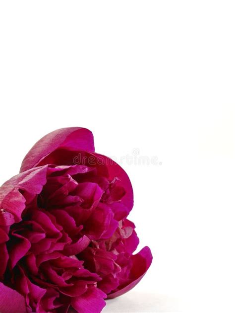 Peony Flower Isolated on White Stock Image - Image of blossom, gentle: 207488977