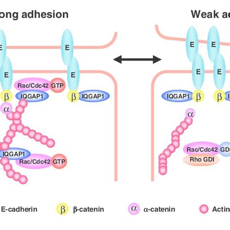 Role Of IQGAP1 In The Regulation Of E Cadherin Mediated Cell Cell